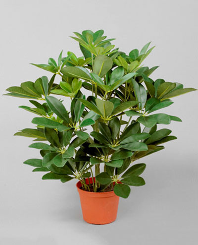 157-1-90 Schefflera 45cm